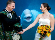 新人水族馆拍结婚照 白鲸可掬“笑脸”抢镜
