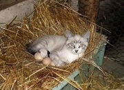 韩国小猫咪孵蛋 网友大呼有爱精神可嘉
