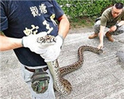 香港现5米长百岁巨蟒 “蛇王”生擒