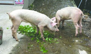 雅安宝兴震后45天挖出2只“猪坚强” 掉膘30斤