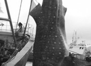 象山石浦渔民捕获2吨重鲸鲨 专家建议最好能放生