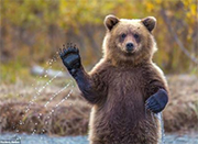 摄影师拍到灰熊宝宝向镜头“挥手”