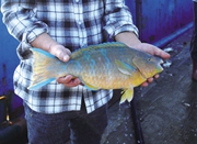 石浦渔民捕获蓝纹怪鱼 经鉴定：为热带的鹦鹉鱼
