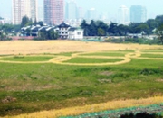 超万平米稻田现身南京主城区 拼出奥运五环标志