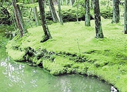 西湖边试验苔藓铺地 有望取代草坪成苔藓公园