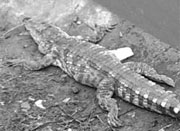 杭州余杭一幼儿园门口河边现鳄鱼 发现时已死亡