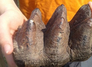 9岁男孩户外探险 发现史前巨兽牙齿化石
