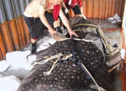 市场现近6米长2吨重豆腐鲨 装卸动用起重机