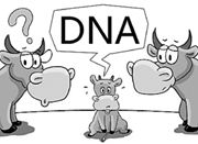 一头小牛分不清是谁家母牛生 争到最后做DNA亲子鉴定
