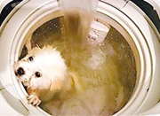 网民晒洗衣机洗狗照片遭指责 回应称不怕坐牢