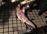 婚礼现场解剖鳄鱼遭疑 贩卖鳄鱼需法律审批