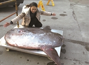 慈溪发现巨型怪鱼——翻车鱼