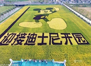 上海一农场为迎接迪士尼开园 “绘”出彩色水稻
