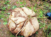 农民种出25斤巨型红薯 周长达1米