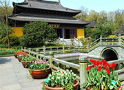 杭州西湖畔慧因高丽寺的郁金香提早开花斗艳