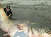 兄弟钓上巨型鲶鱼后放生 长近3米重127公斤