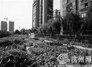 这可能是杭州种菜意识最浓的小区！8000平米绿化变巨型菜地