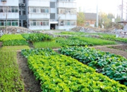新闻大bō报 | 小区大片绿化变菜地 都是绿的有啥区别