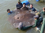 美国男子泰国捕获363公斤重巨型黄貂鱼