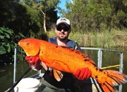 澳洲西部现长达1米巨型金鱼 重2公斤