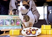 日本为猫站长庆16岁生日
