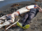 巨型鱿鱼现新西兰海滩 疑被更大生物害死