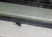 台风天后家里出现小黑虫 专家：这是无害的土蝽