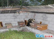 四川“吃货”大熊猫进村偷吃10多箱蜂蜜