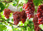 今年葡萄桃子上市期延长价格走低 市民有口福