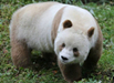 全球现存唯一棕色大熊猫