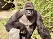 日本动物园为帅气猩猩注册商标 受大批女性追捧