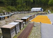余姚蜂农晒大量花粉引网友好奇：真是蜜蜂采的？