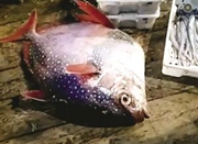 宁波栖凤渔民捕到稀有斑点月鱼 重30多公斤
