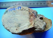 南京科学家发现最古老银杏木化石 距今约1.6亿年