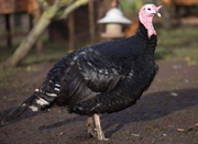 英国最幸运火鸡恐因禽流感被杀 曾躲过16次圣诞节