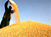 中国储藏年损粮食700亿斤