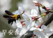 杭州太子湾的樱花海，来自春天的礼物，周末去看看