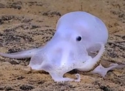 美海域发现新品种章鱼 通体透明酷似小精灵