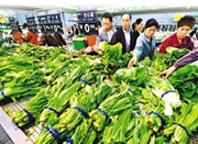 宁波本地蔬菜陆续上市 “窜天猴”菜价即将回落