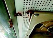 武汉公交车车厢长出蘑菇 乘客戏称养分充足