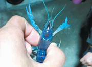 宁波鄞江现蓝色小龙虾 它到底是什么品种？