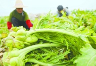 余姚现代农业发力供给侧改革 排名跃升至全省第3位