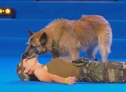 世界犬联大赛 狗狗为人做“人工呼吸”
