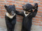 苏州马戏团被曝虐待黑熊 强迫小熊直立几小时