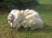 美国狗狗牛舍生活6年后被解救 毛发重达16公斤