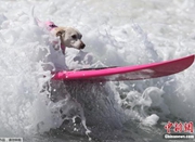 美国加州狗狗冲浪大赛：汪星人乘风破浪显身手