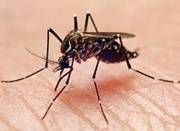 美国本土蚊子感染寨卡 确认寨卡已在美传播
