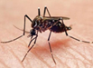美国本土蚊子确认感染寨卡