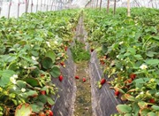 草莓秧苗已入棚 最快12月能吃到甜甜的下沙草莓