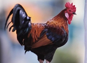 科学家：鸡的智力水平被低估 对数字有一定认知